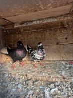 Te koop, Meerdere dieren, Overige soorten