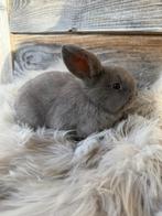 Te koop lief minilop rammetje blauwe oogjes, Dwerg, Hangoor, 0 tot 2 jaar