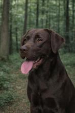 Prachtige bruine Labrador dekreu (HD ED vrij getest), Dieren en Toebehoren, Honden | Dekreuen, Reu, 1 tot 2 jaar, Parvo, Eén hond