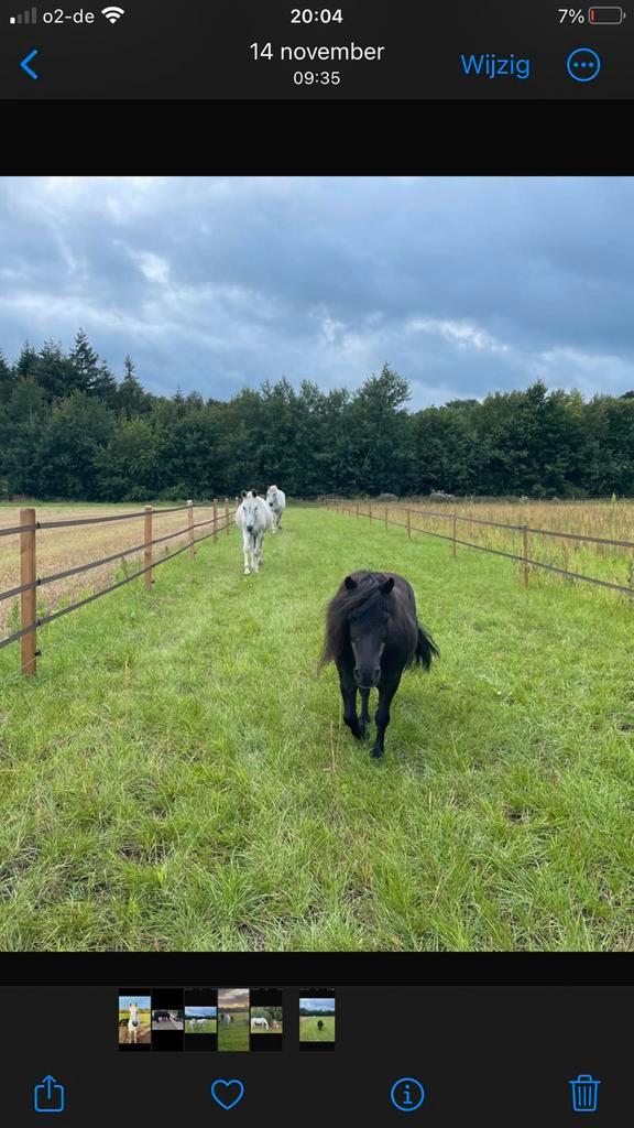 Pensioen plek voor shetlander / A pony ruin aangeboden, Dieren en Toebehoren, Stalling en Weidegang