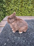 Lief , dwerg konijntje, Dieren en Toebehoren, Konijnen, Mannelijk, Dwerg