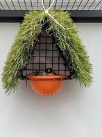 Broednest tekoop, Dieren en Toebehoren, Vogels | Overige Vogels, Meerdere dieren