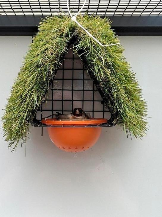 Broednest tekoop, Dieren en Toebehoren, Vogels | Overige Vogels, Meerdere dieren