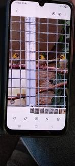 KLEINE CUBAVINK POPPEN TE KOOP, Vrouwelijk, Tropenvogel, Geringd