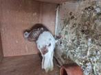 Vaal, Dieren en Toebehoren, Vrouwelijk, Kropper