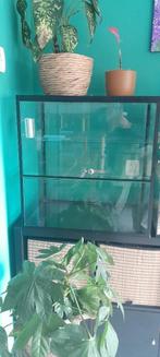 Glazen terrarium, Dieren en Toebehoren, Ophalen, 60 tot 90 cm, Zo goed als nieuw, Hok