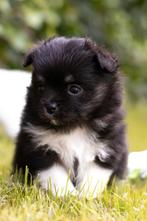 Pomchi teefje, Dieren en Toebehoren, Honden | Chihuahua's en Gezelschapshonden, Rabiës (hondsdolheid), Overige rassen, 8 tot 15 weken