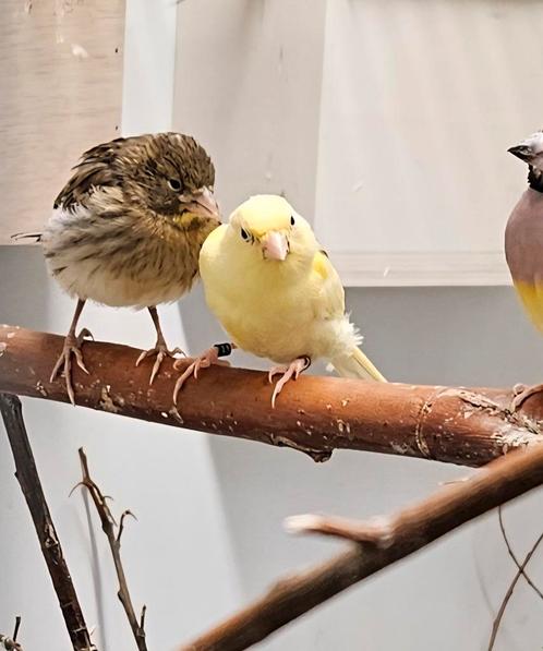 3 kanaries jongen maart 2025, Dieren en Toebehoren, Vogels | Kanaries, Zangkanarie, Meerdere dieren