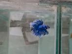 Betta splendens super delta kempvis man, Dieren en Toebehoren, Vissen | Aquariumvissen, Vis, Zoetwatervis