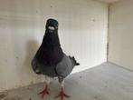 Englische duiven tippler, Dieren en Toebehoren, Meerdere dieren