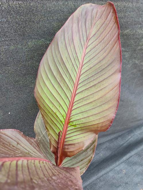 Canna musafolia 'Rubrum' ca 40 cm, Tuin en Terras, Planten | Fruitbomen, Overige soorten, Minder dan 100 cm, Ophalen