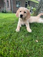 2 prachtige energieke Golden Retriever x Heidewachtel puppys, Dieren en Toebehoren, Honden | Retrievers, Spaniëls en Waterhonden