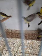 Mozambiqeu sijsjes, Dieren en Toebehoren, Vogels | Overige Vogels, Meerdere dieren, Tropenvogel