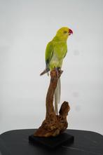 Opgezette Halsbandparkiet - Wildernis Atelier, Ophalen of Verzenden, Nieuw, Vogel, Opgezet dier
