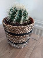 Plant Cactus in pot, Huis en Inrichting, Kamerplanten, Ophalen, Halfschaduw, Cactus, Minder dan 100 cm