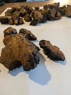chaga brokken  vers geplukt, Overige typen, Nieuw, Ophalen of Verzenden, Roros