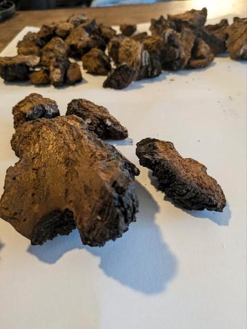 chaga brokken  vers geplukt beschikbaar voor biedingen