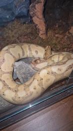 Reptiel te RUIL, Dieren en Toebehoren, Slang