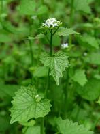 Bio zaden Look zonder look - Alliaria petiolata | Inheems, Tuin en Terras, Bloembollen en Zaden, Verzenden, Voorjaar, Halfschaduw