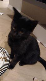 KITTENS kan gelijk opgehaald worden, Dieren en Toebehoren, 0 tot 2 jaar