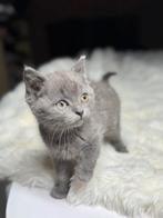 Britse korthaar kitten, Dieren en Toebehoren, Katten en Kittens | Overige Katten, Poes, Kortharig, 0 tot 2 jaar