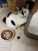 Knuffelkater, Dieren en Toebehoren, Katten en Kittens | Overige Katten, Kater, Kortharig, 0 tot 2 jaar