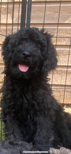 Labradoodle Medium Pups, Overige rassen, 8 tot 15 weken, CDV (hondenziekte), Meerdere