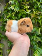 2 leuke peruvian beertjes, Dieren en Toebehoren, Knaagdieren, Meerdere dieren, Cavia, Na 1 juli 2024
