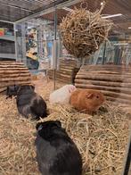 Super lieve cavia, Januari, Vrouwelijk, Cavia