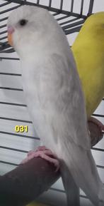 Split Black face, Meerdere dieren, Parkiet, Geringd