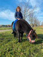 Stalling gezocht shetlander, Dieren en Toebehoren, Stalling en Weidegang, Stalling, 1 paard of pony