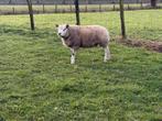 Stamboek Texelaar  rammen, Dieren en Toebehoren, Mannelijk, Schaap