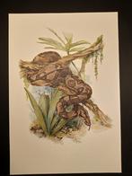 Boa Constrictor, Verzenden, 1980 tot heden, Zo goed als nieuw, Dier