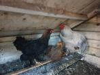Brahma kippen, Dieren en Toebehoren, Pluimvee, Meerdere dieren, Kip