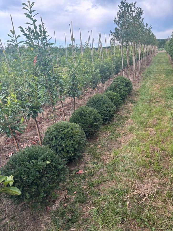 Taxus bollen 50/60/70/80 cm doorsnee 30/40 op voorraad, Tuin en Terras, Planten | Struiken en Hagen, Laurier, Ophalen
