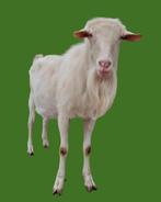 Nederlandse witte melkgeit Bok, Dieren en Toebehoren, Schapen, Geiten en Varkens, Mannelijk, Geit