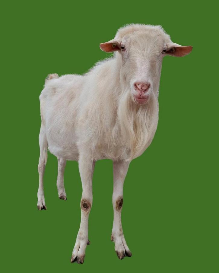 Nederlandse witte melkgeit Bok, Dieren en Toebehoren, Schapen, Geiten en Varkens, Geit, Mannelijk