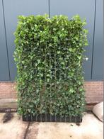Hedera Kant en klaar haag - Hedera scherm - Hedera Rek, Vaste plant, Ophalen of Verzenden, Bloeit niet, Halfschaduw