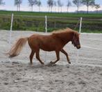 Prachtige vos Amha hengst  ter dekking, Dieren en Toebehoren, Paarden en Pony's | Dekhengsten en Fokmerries, Hengst