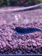 Blue tiger garnalen met oranje oogjes op kraanwater, Dieren en Toebehoren, Vissen | Aquariumvissen, Zoetwatervis, Kreeft, Krab of Garnaal