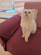 Perzische jong kat, Dieren en Toebehoren, Katten en Kittens | Raskatten | Langhaar, Kater, Ontwormd, 0 tot 2 jaar