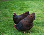 Barnervelders dubbel gezoomd, Dieren en Toebehoren, Pluimvee, Meerdere dieren, Kip