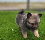 Te koop mooie merle Dwerg kees puppies (pomeriaan), Nederland, Keeshond, CDV (hondenziekte), 8 tot 15 weken