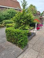 Prachtig dennenboompje. Thuja, Ophalen of Verzenden, Overige soorten