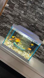 7 goudvissen, Dieren en Toebehoren, Vissen | Aquaria en Toebehoren, Ophalen, Zo goed als nieuw, Gevuld zoetwateraquarium