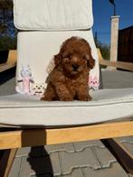 Poedel, Dieren en Toebehoren, Honden | Poolhonden, Keeshonden en Oertypen, Rabiës (hondsdolheid), Overige rassen, 8 tot 15 weken