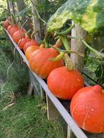 Eetbare biologische pompoenen oranje, Diversen, Levensmiddelen, Ophalen of Verzenden