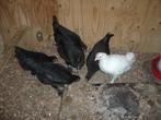 jonge Marans hanen, Dieren en Toebehoren, Pluimvee, Mannelijk, Kip