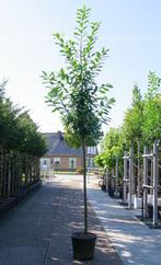 groenblijvende leibomen leilaurier prunus novita hoogstam, Tuin en Terras, Ophalen, In pot, Volle zon