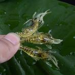 Garnaal/kreeft kunstaas OP VOORRAAD 5 stuks voor 5 euro, Watersport en Boten, Ophalen of Verzenden, Nieuw, Overige typen